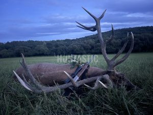 Red stag hunt in Slovakia 2024/2025 0