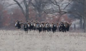 Mouflon hunt in Slovakia 2024/2025 0