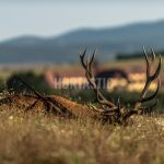 Hunting in Slovakia in Safari Dudín ✅ Fallow deer hunting · Wild boar hunting · Deer hunting · Roe deer hunting