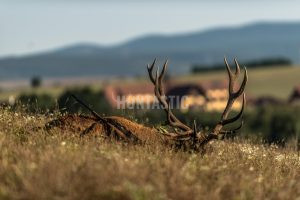 Red stag hunt in Slovakia 2024/2025 1