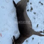 Hunting for a fee hunting ground Oslava ✅ Fallow deer hunt · Wild boar hunt · Roe deer Hunt
