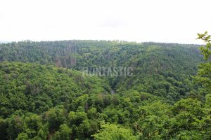 Roe buck hunt in the river valley Oslava 2024 0