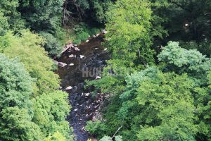 Fallow buck hunt in the river valley Oslava 2024 3