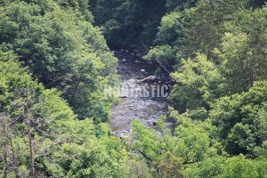 Fallow buck hunt in the river valley Oslava 2024 2