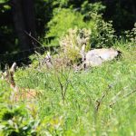 Hunting for a fee in the Přízeř hunting area ✅ Fallow deer hunting · Wild boar Hunting ·  Roe deer Hunting · Red stag hunting