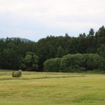 Roe deer hunting for a fee in hunting ground Překážka in South Bohemia ✅ Roe deer hunting · Wild boar hunting ✅