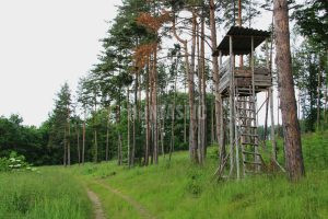 Roe buck hunting in South Bohemian 2024 0