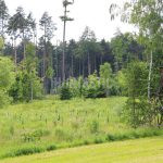 Roe deer hunting for a fee in hunting ground Překážka in South Bohemia ✅ Roe deer hunting · Wild boar hunting ✅