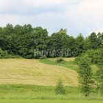 Roe deer hunting for a fee in hunting ground Překážka in South Bohemia ✅ Roe deer hunting · Wild boar hunting ✅