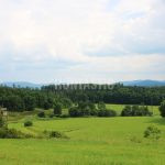 Roe deer hunting for a fee in hunting ground Překážka in South Bohemia ✅ Roe deer hunting · Wild boar hunting ✅