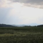 Roe deer hunting for a fee in hunting ground Překážka in South Bohemia ✅ Roe deer hunting · Wild boar hunting ✅