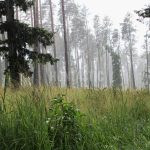 Roe deer hunting for a fee in hunting ground Překážka in South Bohemia ✅ Roe deer hunting · Wild boar hunting ✅