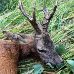Hunting for a fee hunting ground Oslava ✅ Fallow deer hunt · Wild boar hunt · Roe deer Hunt
