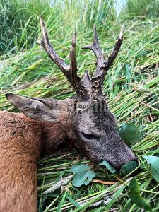 Roe buck hunt in the river valley Oslava 2024 2