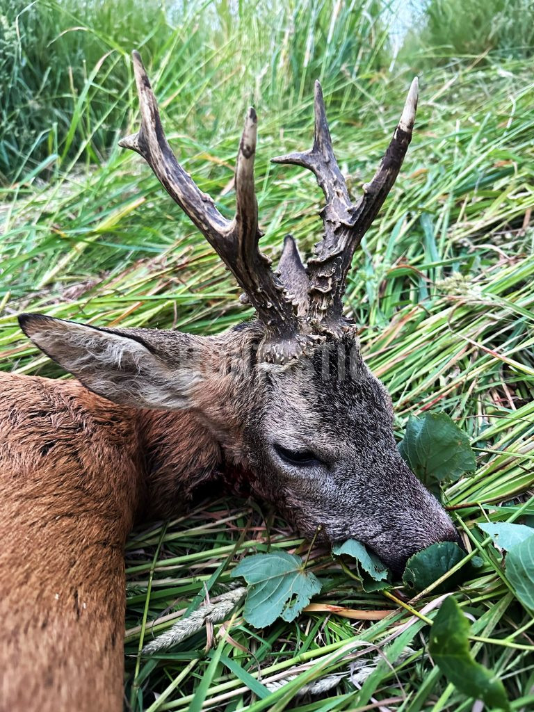 Roe buck hunt in the river valley Oslava 2024