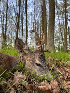 Roe buck hunt in the river valley Oslava 2024 3