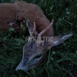 Roe buc hunting for a fee in hunting Obstacle in South Bohemia ✅ Roe deer hunting · Wild boar hunting ✅