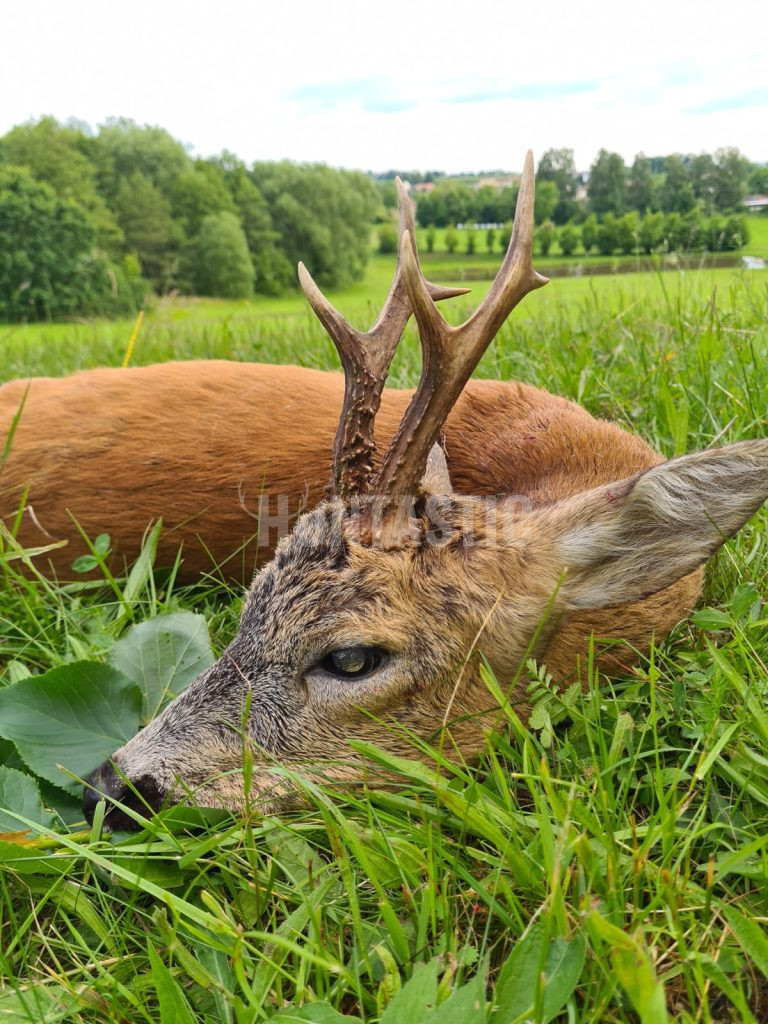 Roe buck hunting in South Bohemian 2024