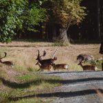 Game preserve Radějov in the Czech Republic ✅ Resort Radějov ✅ Hunting offers to hunt red stag and hunt fallow buck ✅