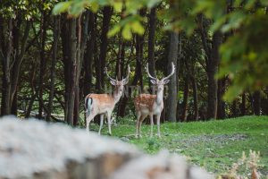 Fallow buck hunt in game preserve Radějov from 160 CIC 3