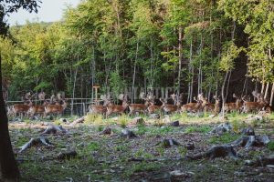 Fallow buck hunt in game preserve Radějov from 160 CIC 2