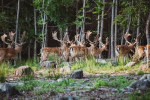 Fallow buck hunt in game preserve Radějov from 160 CIC 1