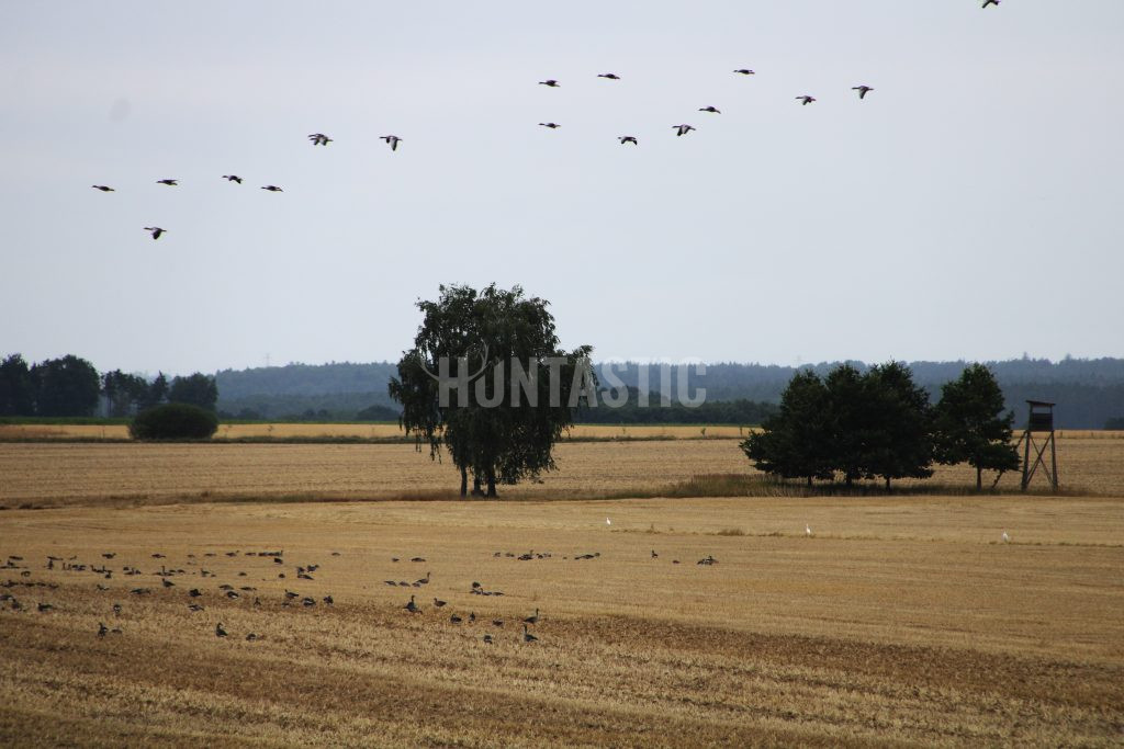 Goose hunt ✅ Morning and evening goose hunt ✅ Goose hunt in South Bohemia in the Czech Republic ✅