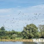 Duck hunting in the Czech republic ✅ Mallard hunting in the Czech republic ✅