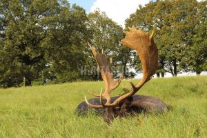 Fallow buck hunt in resort Radějov 2024/2025 0