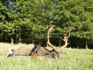 Fallow buck hunt in resort Radějov 2024/2025 1