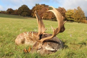 Fallow buck hunt in resort Radějov 2024/2025 2