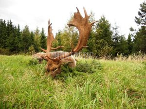 Fallow buck hunt in resort Radějov 2024/2025 3