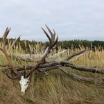 Hunting offer to hunt red stag in the Resort Radějov ✅ Fallow buck hunt ✅