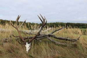 Red stag hunt in resort Radějov 180+ CIC 2