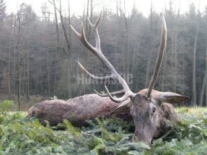 Red stag hunt in resort Radějov 180+ CIC 0