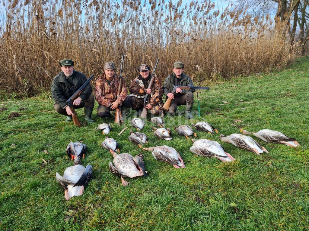 Goose hunt in Hungary