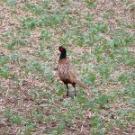 Hunting ground Zbýšov offers hunts of hare and pheasants