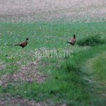 Hunting ground Zbýšov offers hunts of hare and pheasants