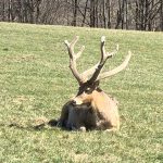 The Janovská Dolina game preserve is located in the Jeseníky Mountains. Milu deer, axis deer and European-Carpathian line deer are bred here. The area of ​​this field is 370 hectares