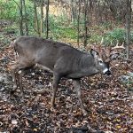 The Janovská Dolina game preserve is located in the Jeseníky Mountains. Milu deer, axis deer and European-Carpathian line deer are bred here. The area of ​​this field is 370 hectares