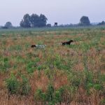 Hunting area Bac, Serbia