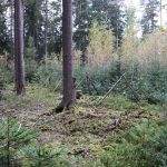 Driven hunt in South Bohemian near Trhove Sviny