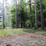 Driven hunt in South Bohemian near Trhove Sviny