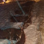 Driven hunt in South Bohemian near Trhove Sviny