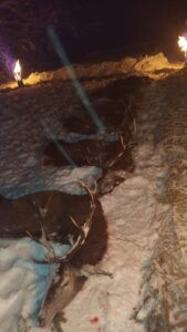 Driven hunt in South Bohemian 2