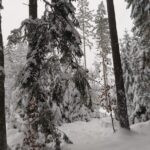 Driven hunt in South Bohemian near Trhove Sviny