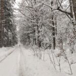 Driven hunt in South Bohemian near Trhove Sviny