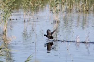 Duck hunt in Serbia 2025/2026 1