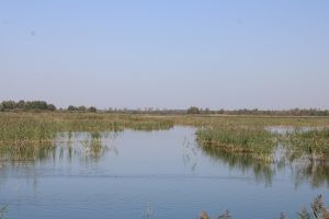 Duck hunt in Serbia 2025/2026 2