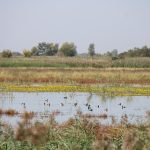 Duck hunt in Serbia